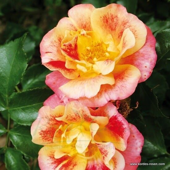 Róża Airbrush® flower seedling