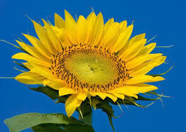 Sunflower seeds NS-X-496 (Elite) Novi Sad (Serbia) resistant to Granstar tribenuron-methyl