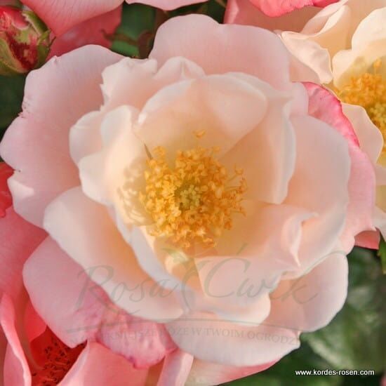 Roseromantic® rose