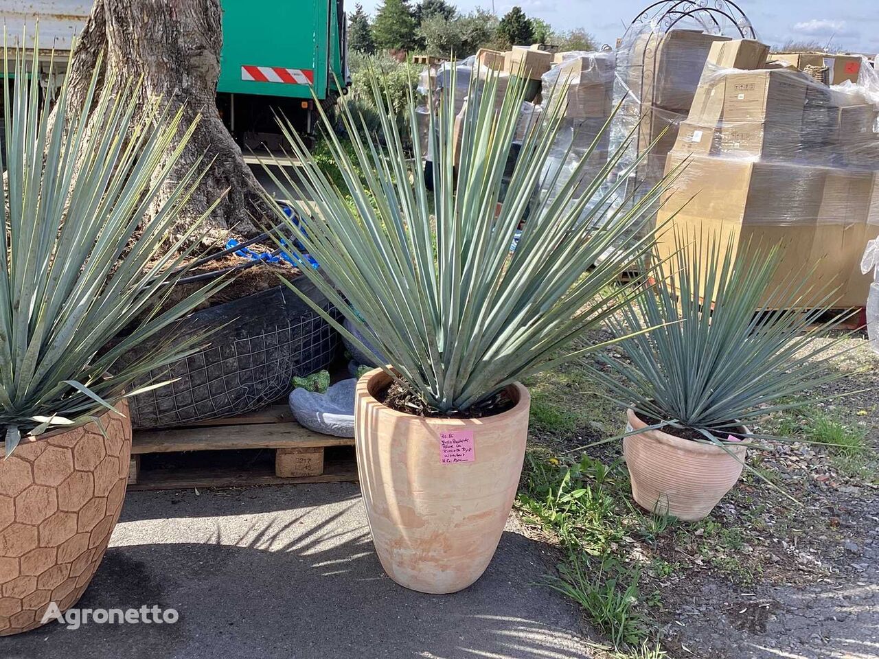 Yucca Rostrata im Deko-Topf (Beides winterhart) ornamental shrub