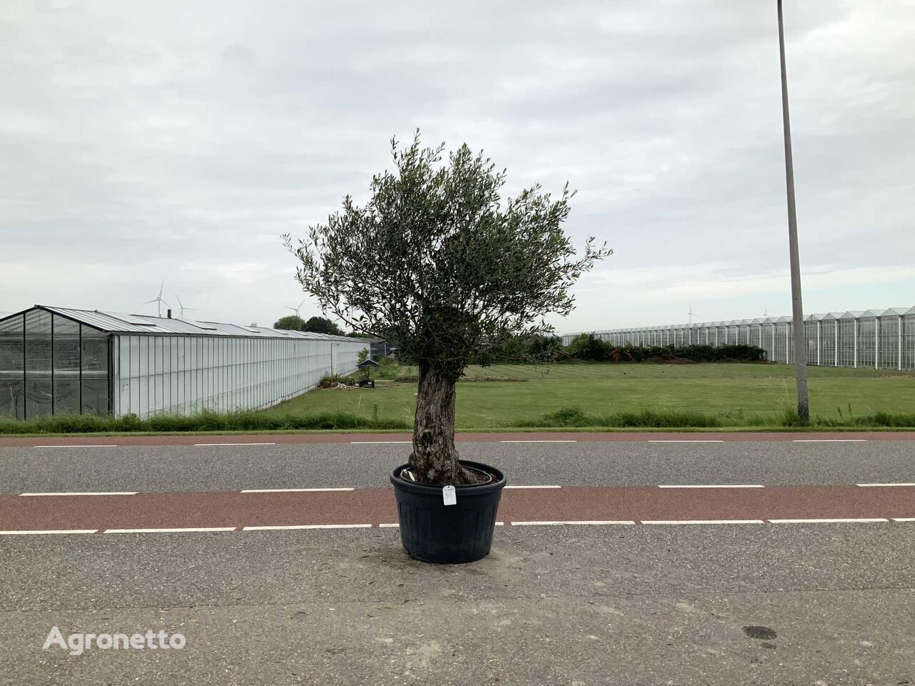 olijfboom (Olea Europaea Lessini) ornamental shrub